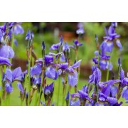 Iris sibirica - Vilkdalgis sibirinis “Imperial Opal” 